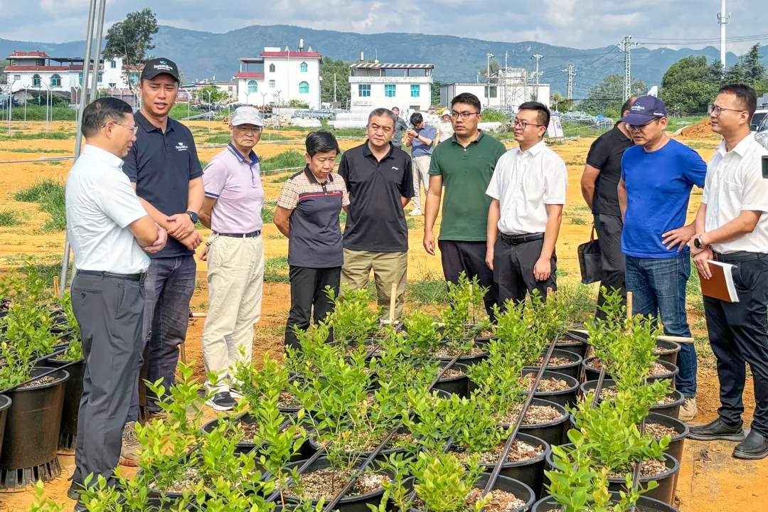 紅河州人大常委會調研組調研集團紅河片區(qū)項目