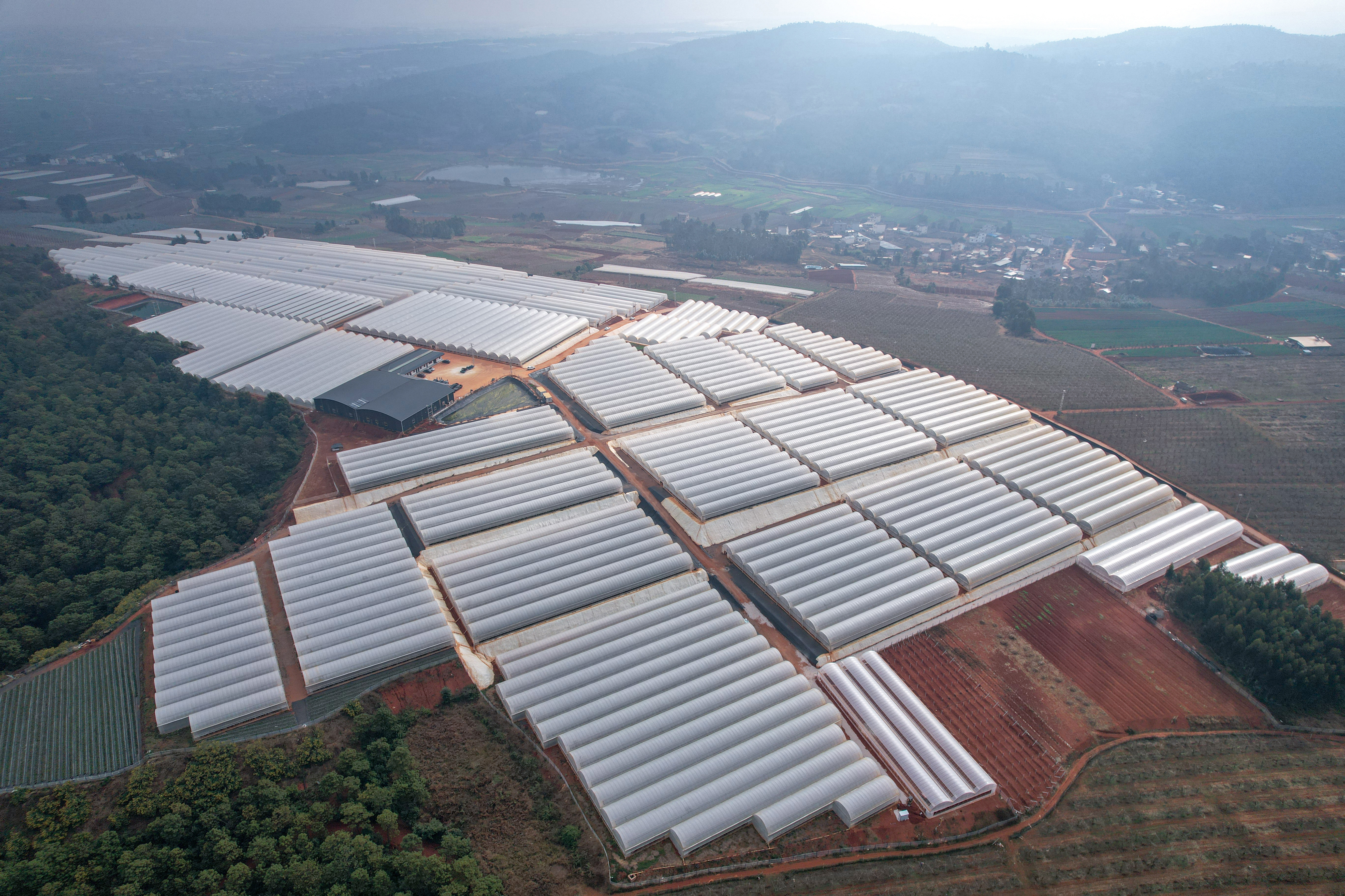 彌勒市東風(fēng)平地農(nóng)業(yè)種植建設(shè)項(xiàng)目一期順利完成大棚主體移交工作